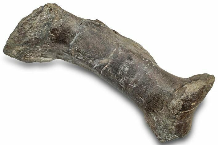 Fossil Hadrosaur (Hypacrosaur) Metatarsal - Montana #316441